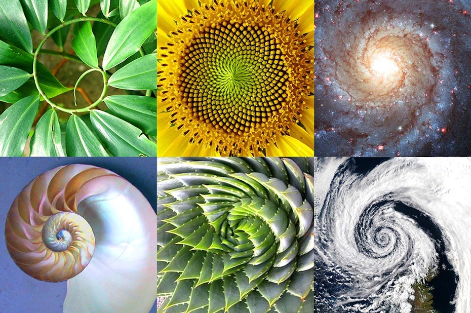 golden ratio in nature